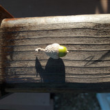 Detail; Publicdomain; Cc0; Freeimage;