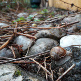 Snails In Macro