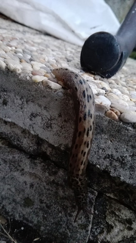 Fauna Snails Gastropod Publicdomain (65).jpg