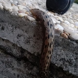 Fauna Snails Gastropod Publicdomain (65)