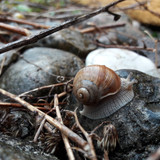 Snails In Macro