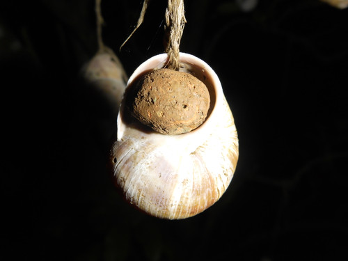 Fauna Snails Gastropod Publicdomain (67).jpg