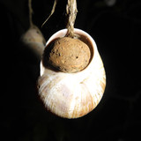Fauna Snails Gastropod Publicdomain (67)