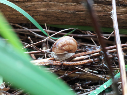 Rain Snail.jpg