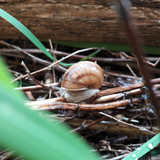 Rain Snail