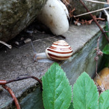 Rain Snail