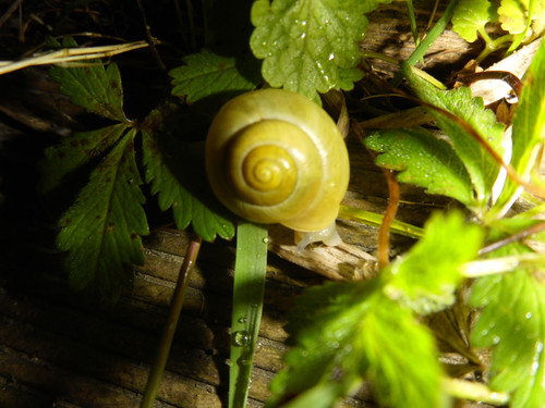 Fauna Snails Gastropod Publicdomain (66).jpg