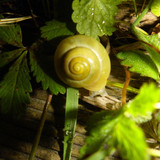 Fauna Snails Gastropod Publicdomain (66)