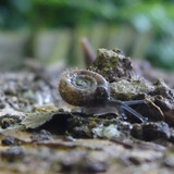 Fauna Snails Gastropod Publicdomain (109)