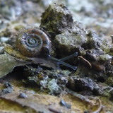 Fauna Snails Gastropod Publicdomain (108)