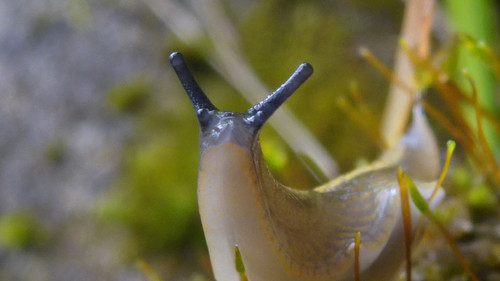 Fauna Snails Gastropod Publicdomain (118).jpg