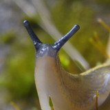 Fauna Snails Gastropod Publicdomain (118)
