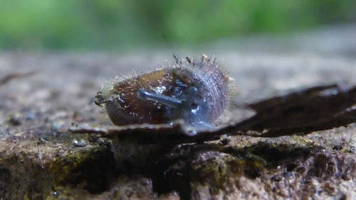 Fauna Snails Gastropod Publicdomain (110).jpg