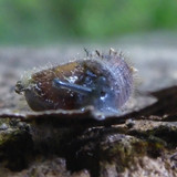 Fauna Snails Gastropod Publicdomain (110)