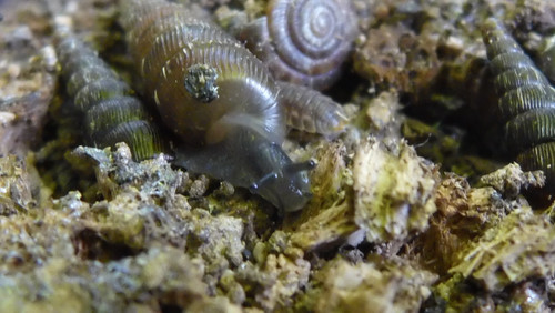 Fauna Snails Gastropod Publicdomain (105).jpg