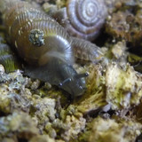 Fauna Snails Gastropod Publicdomain (105)