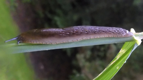 Fauna Snails Gastropod Publicdomain (120).jpg