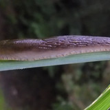 Fauna Snails Gastropod Publicdomain (120)