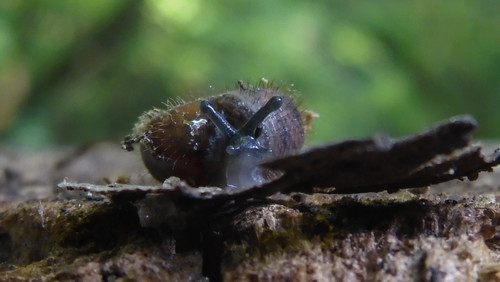Fauna Snails Gastropod Publicdomain (111).jpg
