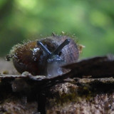 Fauna Snails Gastropod Publicdomain (111)
