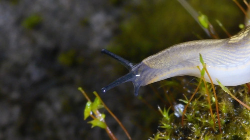 Fauna Snails Gastropod Publicdomain (119).jpg