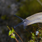 Fauna Snails Gastropod Publicdomain (119)