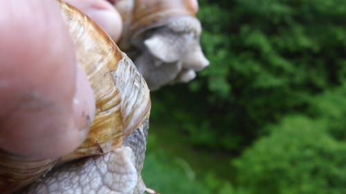 Fauna Snails Gastropod Publicdomain (121).jpg