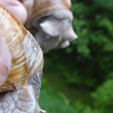Fauna Snails Gastropod Publicdomain (121)