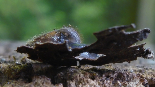 Fauna Snails Gastropod Publicdomain (112).jpg