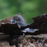 Fauna Snails Gastropod Publicdomain (112)