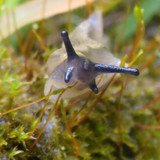 Fauna Snails Gastropod Publicdomain (114)