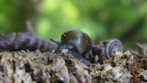 Fauna Snails Gastropod Publicdomain (107).jpg