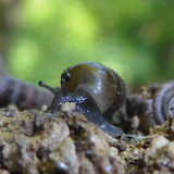 Fauna Snails Gastropod Publicdomain (107)
