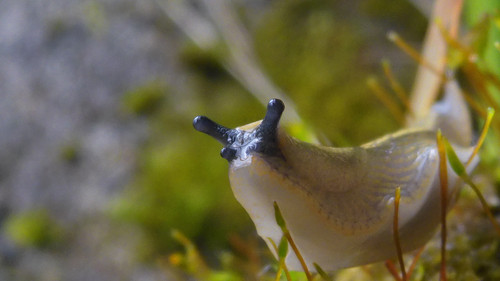Fauna Snails Gastropod Publicdomain (117).jpg