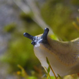 Fauna Snails Gastropod Publicdomain (117)