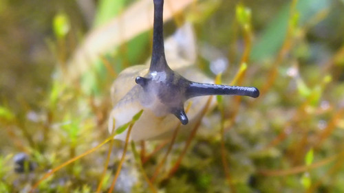 Fauna Snails Gastropod Publicdomain (115).jpg