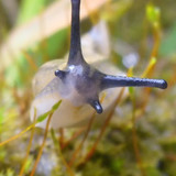 Fauna Snails Gastropod Publicdomain (115)