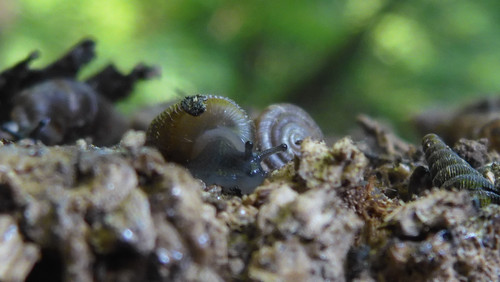 Fauna Snails Gastropod Publicdomain (103).jpg