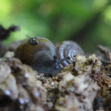 Fauna Snails Gastropod Publicdomain (103)