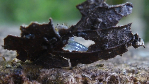 Fauna Snails Gastropod Publicdomain (113).jpg