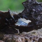 Fauna Snails Gastropod Publicdomain (113)