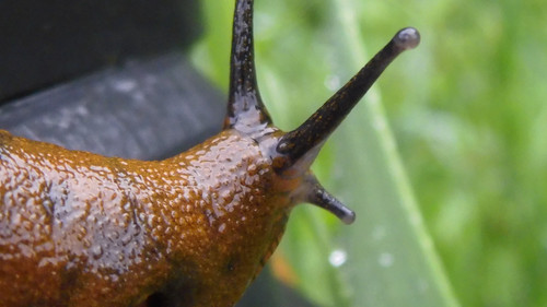 Fauna Snails Gastropod Publicdomain (123).jpg