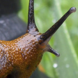 Fauna Snails Gastropod Publicdomain (123)