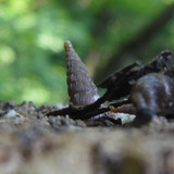 Fauna Snails Gastropod Publicdomain (104)