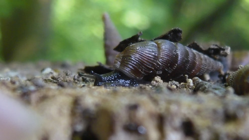 Fauna Snails Gastropod Publicdomain (106).jpg