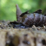 Fauna Snails Gastropod Publicdomain (106)