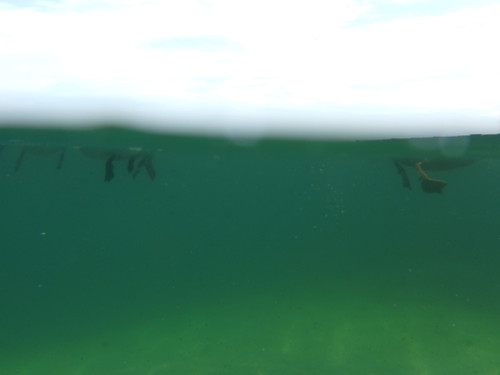 Fauna Bird Publicdomain (2).jpg