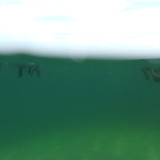 Fauna Bird Publicdomain (2)