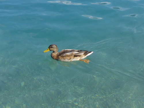 Fauna Bird Publicdomain (3).jpg