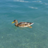 Fauna Bird Publicdomain (3)